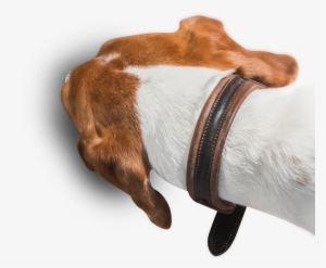 Find Your Recipe Food Bowl Find Your Recipe Doggo - Recipe #1922150