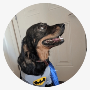 Emmy - Animal Rescue Group #1922284