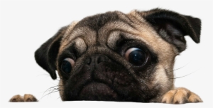 I - Imgur - Com - Pugs Png #1922424