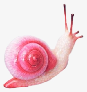 Pink Snail #1923476