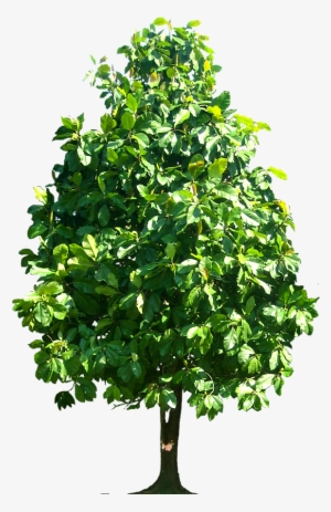 Tree Png Dillenia Pteropoda Image - Hickory Tree Clip Art #1924975