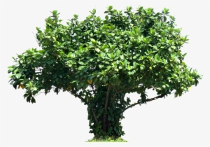 Tree Ficuslutea Png Image - Tree #1925147