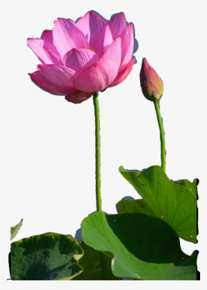 Sacred Lotus #1925888