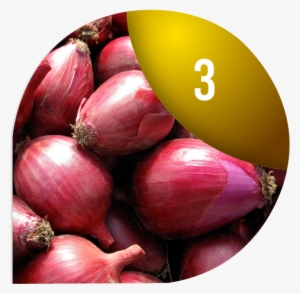 Growing Onions - Florida Garden Seeds #1925889