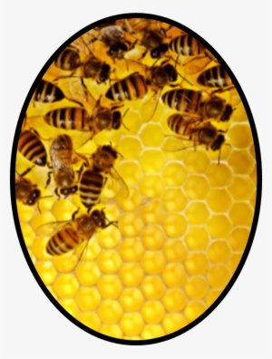 Inventing The Next Generation Of Occupancy Sensors - Bee Ver2 17" Laptop Sleeve #1926727