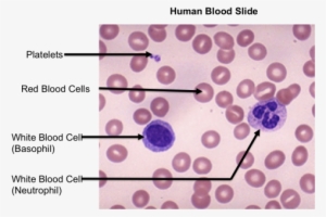 Top Images For Blood Smear Labeled On Picsunday - Human Blood Slide Labeled #1928067