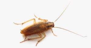 Roach Png High-quality Image - Cockroach Bug #1936025