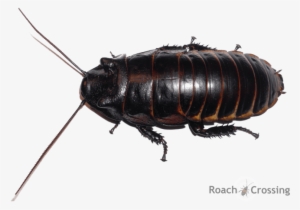 Princisia Vanwaerebeki - Cockroach #1936170