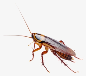 A1 Exterminators Roach Control - Nova Sciencenow: Can I Eat That? Dvd #1936318