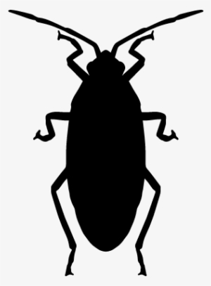 Roach Vector - Barata Vetor #1936320 Roach Vector - Barata Vetor #1936320