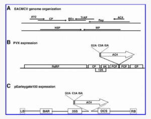 A, Genome Organization Of East African Cassava Mosaic - Nicotiana Benthamiana #1936552