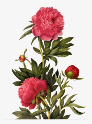 Picturing Plants And Flowers - Picturing Plants #1936603 Picturing Plants And Flowers - Picturing Plants #1936603