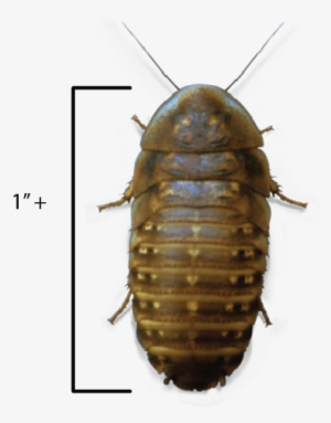 Portable Network Graphics #1936637