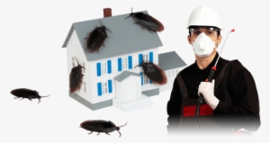 Did You Know - House Bugs #1936661