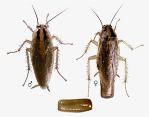 German-roach - German Cockroach Identification #1936789