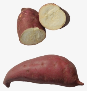 The Murasaki Sweet Potato - Transparent Yam #1940764