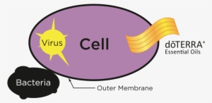 Doterra Essential Oils Penetrate Cell Membranes - Essential Oils Effective Doterra #1944871