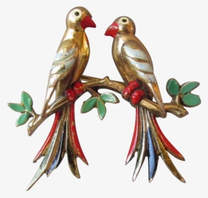 Macaw #1949075