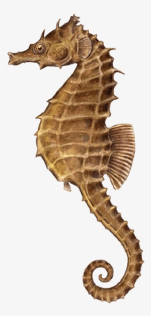 Download - Seahorse Png #1952118