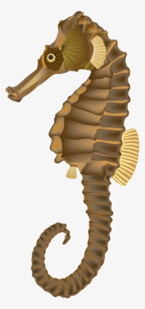 Seahorse Transparent - Real Sea Horse Clipart #1952279