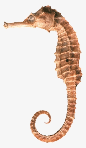 Seahorse Png Clipart - Seahorse Png #1952303