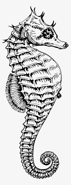 Seahorse Png #1952503
