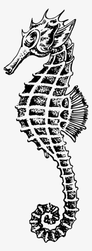 Vector Graphics - Caballito De Mar Dibujo #1952525