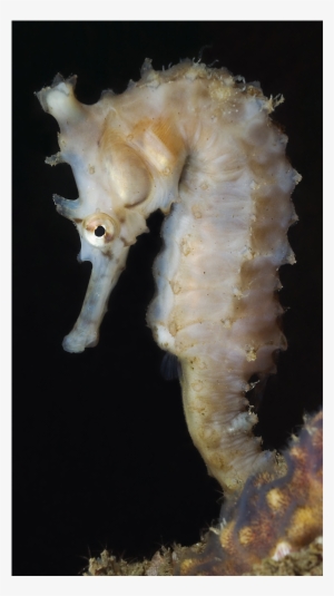 Sea Horse - Northern Seahorse #1952554