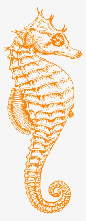 Seahorse Png - Pink Seahorse Clipart #1952813