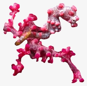 Seahorse Survey Course - Pygmy Seahorse Png #1952890