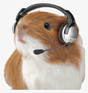 Hamster-png - Guinea Pig With Headset #1952915