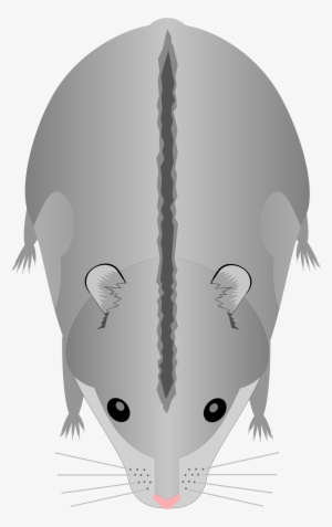 Open - Cage Bebe Hamster Russe #1953816