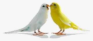 Birds Parrots Bird Tumblr Ftestickers - Love Birds Png #1953910