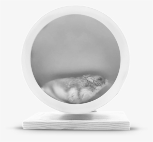 Hamster-screenie - Portable Network Graphics #1953989