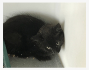 Photo Of Toothless - Black Cat #1954382