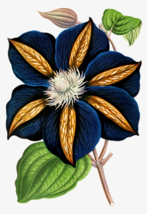 Ea Fb 1 - Clematis Star Of India Oval Ornament #1954428