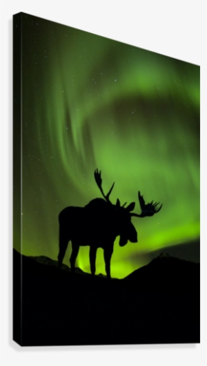 Silhouette Of Moose With Green Aurora Borealis Behind #1956031