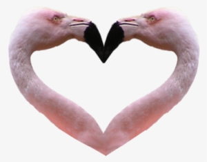 Flamingo Heart Transparent Background Bird Image - Png Flamingos Background #1956346