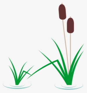 Cattail Clip Art - Cattail Clipart #1956971