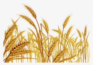 Malt Clipart Wheat Grass - Wheat Clipart Png #1957028 Malt Clipart Wheat Grass - Wheat Clipart Png #1957028