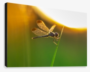 Silhouette Of Butterfly On Grass Canvas Print - Net-winged Insects #1957029