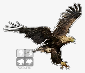 Imperial Eagle Png - Eastern Imperial Eagle Art #1957444