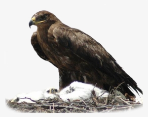 Falco Cherrug, Aquila Nipalensis - Steppe Eagle #1957603