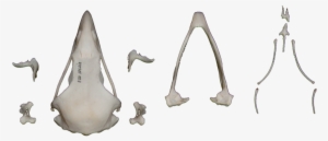 Spanish Imperial Eagle #1958095