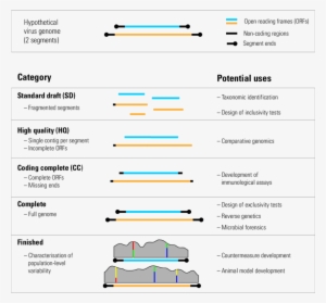 Graphical Representation Of Viral Genome Standards - Genome #1958912