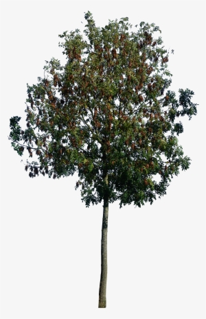 Trees Plants Png Psd By On Deviantart - Vray Tree Psd #1959020
