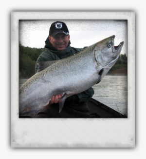 Just A Little Salmon Photo - Photograph #1960162