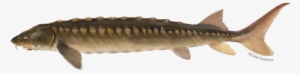 Related Species - Shortnose Sturgeon #1960415