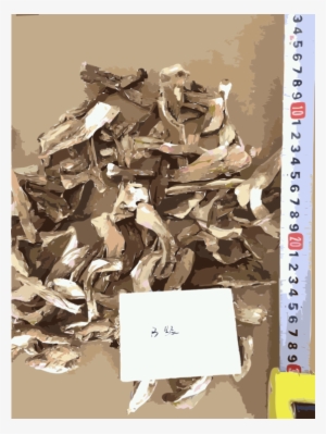 Scrap - Shiitake #1961474