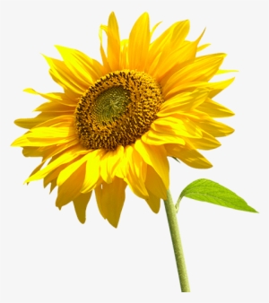 Girasol Giró A La Izquierda - Transparent Background Sunflower Png #1962130